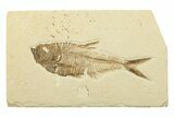 Fossil Fish (Diplomystus) - Wyoming #240364-1